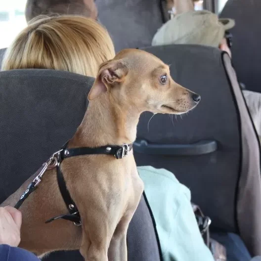 certificado de salud mental para mascota de apoyo emocional